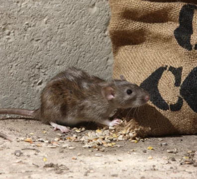 Чем крысы отличаются от мышей?