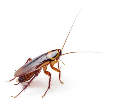 Как избавиться от тараканов в доме