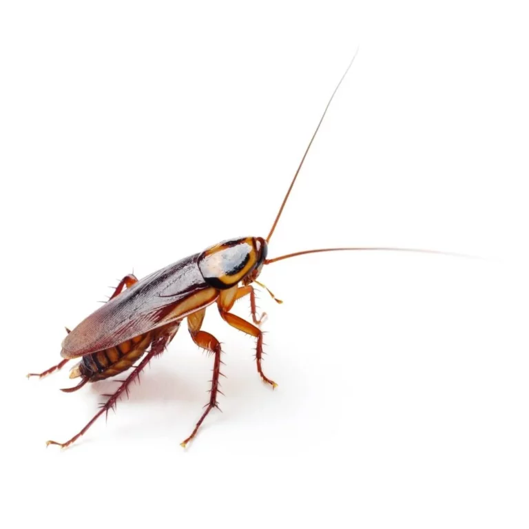 Как избавиться от тараканов в доме