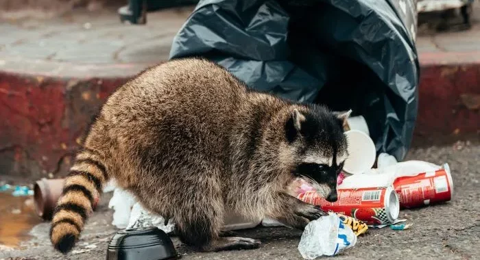 Не пускайте насекомых и грызунов в дом